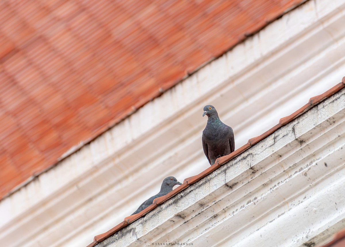 Pigeon biset (forme domestique) - ML552018201