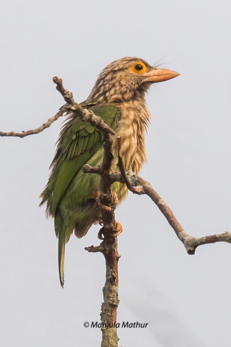 Lineated Barbet - ML552019361