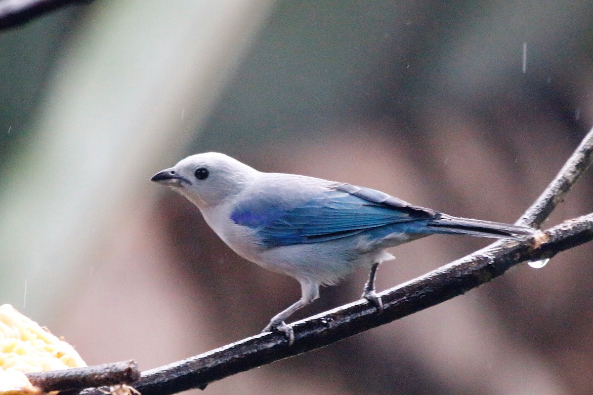 Blue-gray Tanager - ML55202201