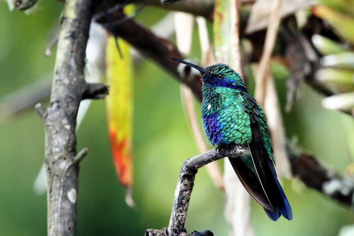 kolibřík modrolící - ML55202241