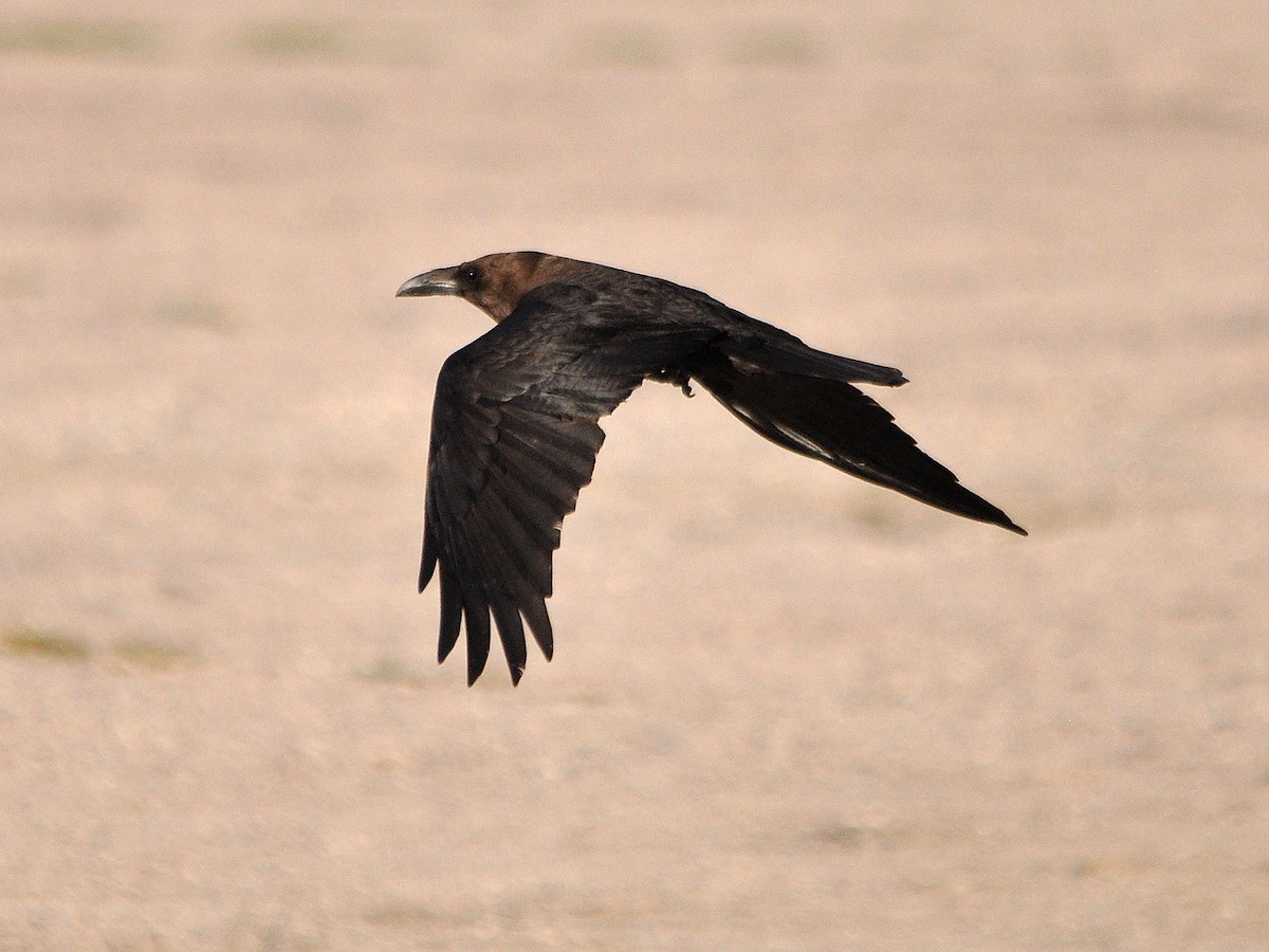Brown-necked Raven - ML552022821