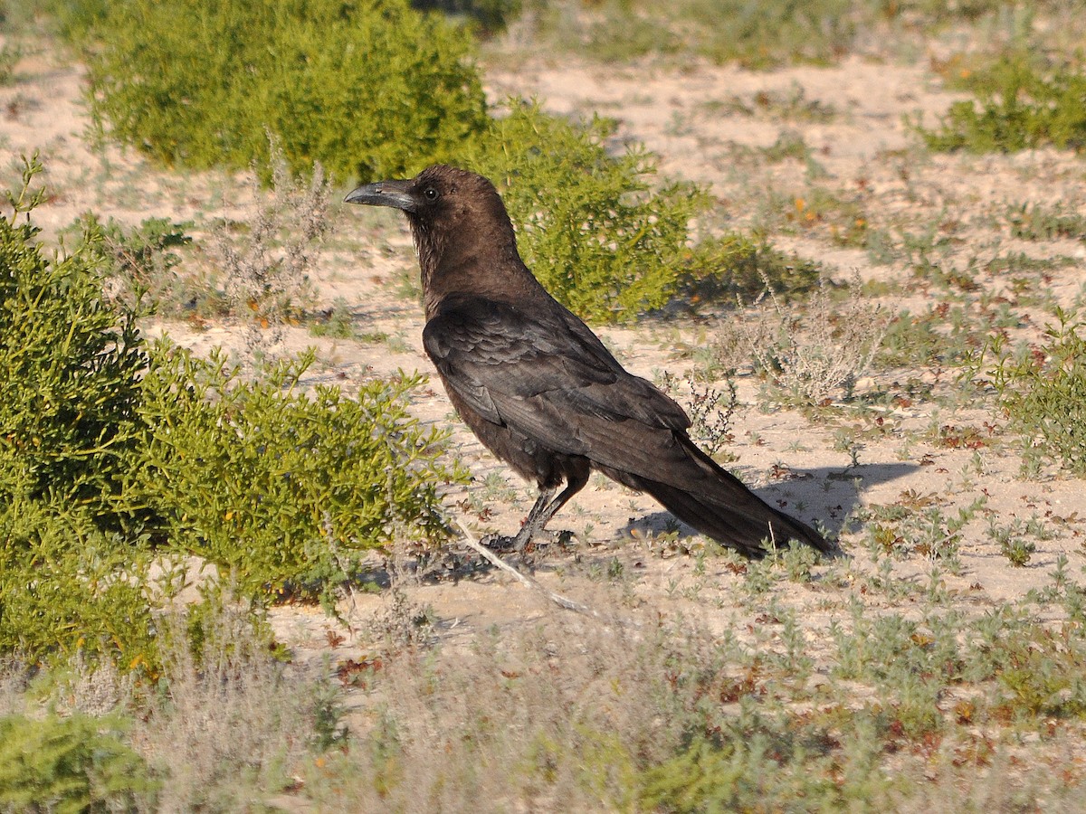 Brown-necked Raven - ML552022831