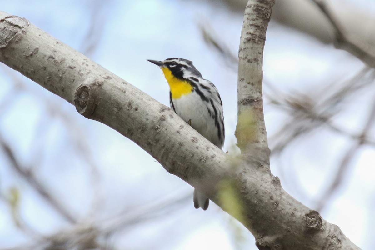 Yellow-throated Warbler - Paul Jacyk 🦉