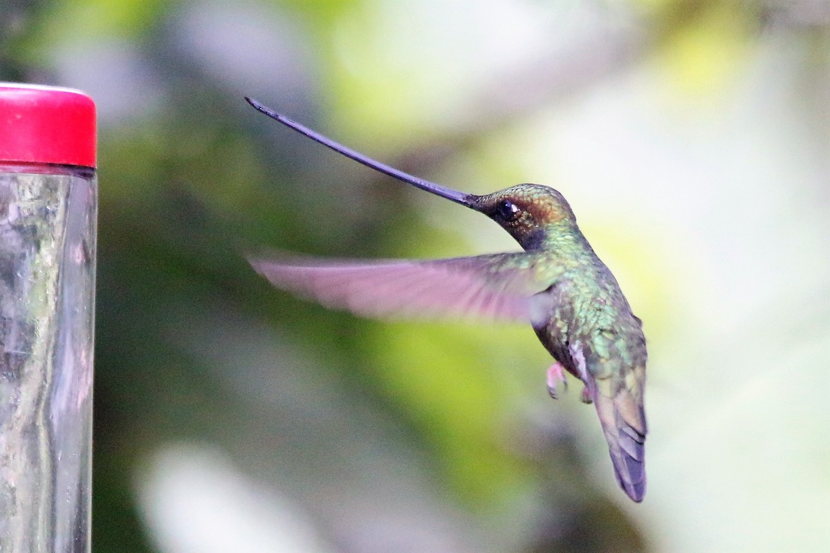 Sword-billed Hummingbird - Madeleine Sandefur