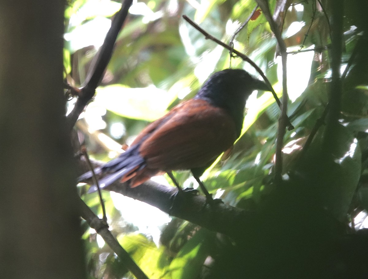 Short-toed Coucal - ML552024771