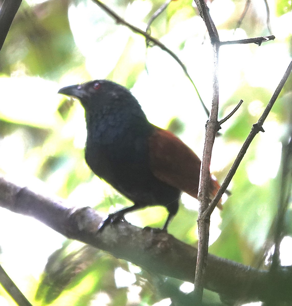 Short-toed Coucal - ML552024941