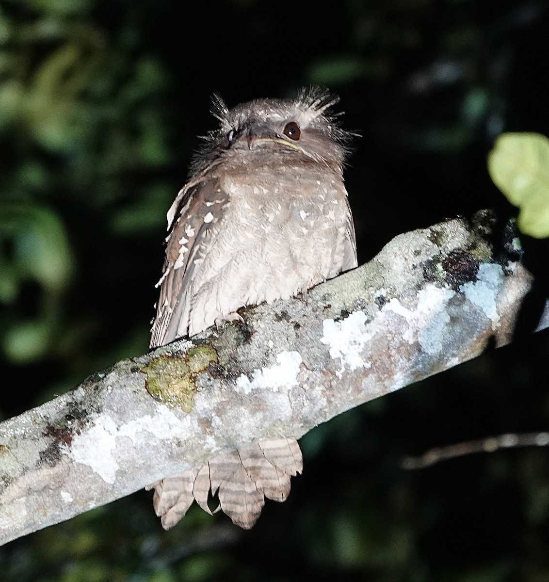 Dulit Frogmouth - ML552025831