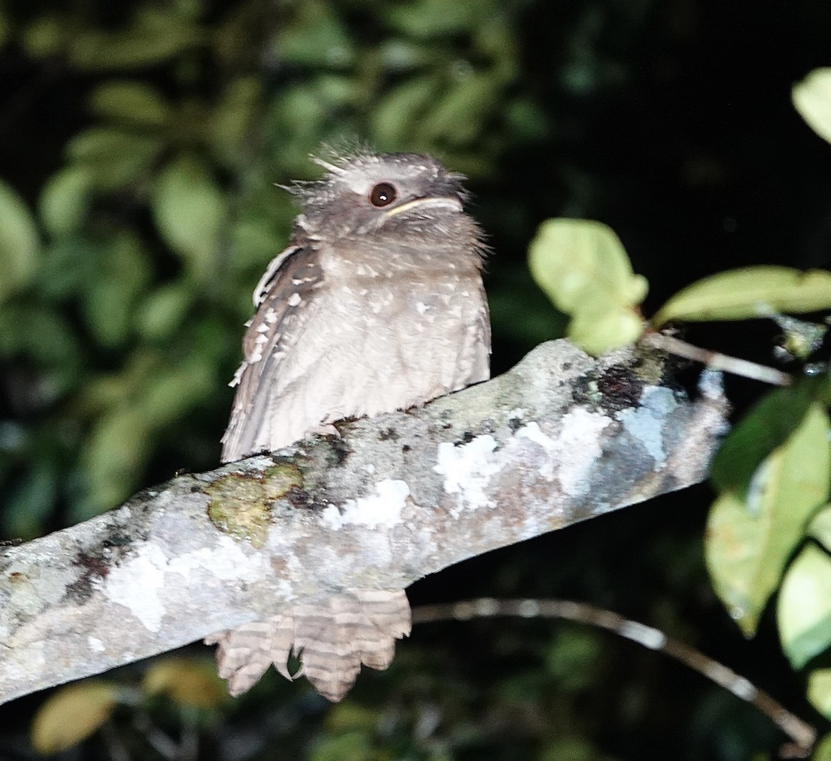 Dulit Frogmouth - ML552025841