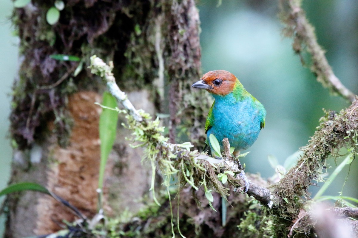 Bay-headed Tanager - ML55203051