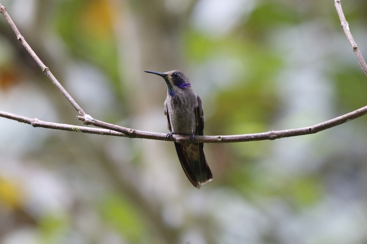 kolibřík fialovouchý - ML55203081