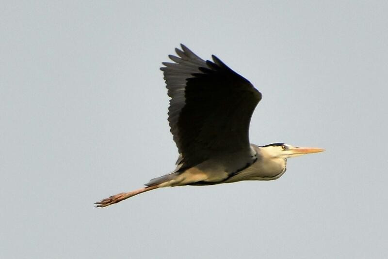 Gray Heron - Arka Karmakar