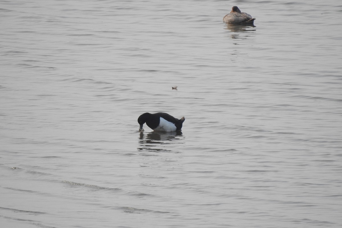 Tufted Duck - ML552035481