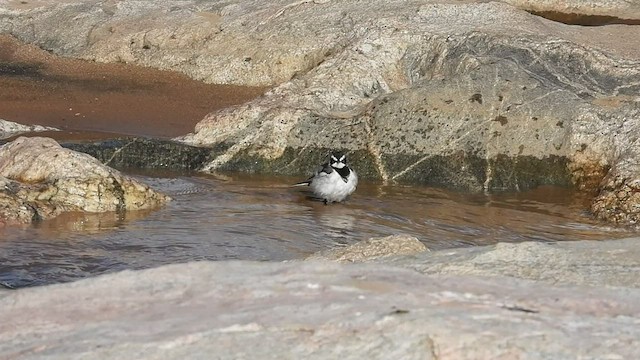 African Pied Wagtail - ML552038481