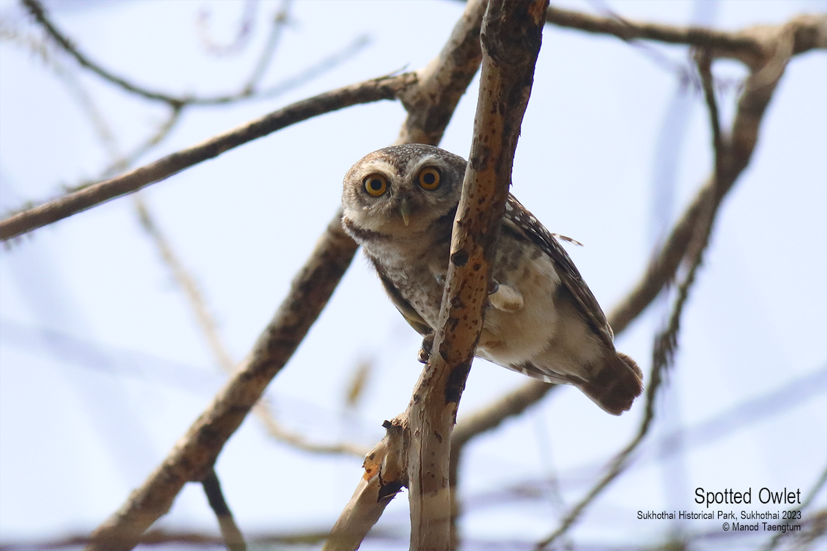 Spotted Owlet - ML552039191
