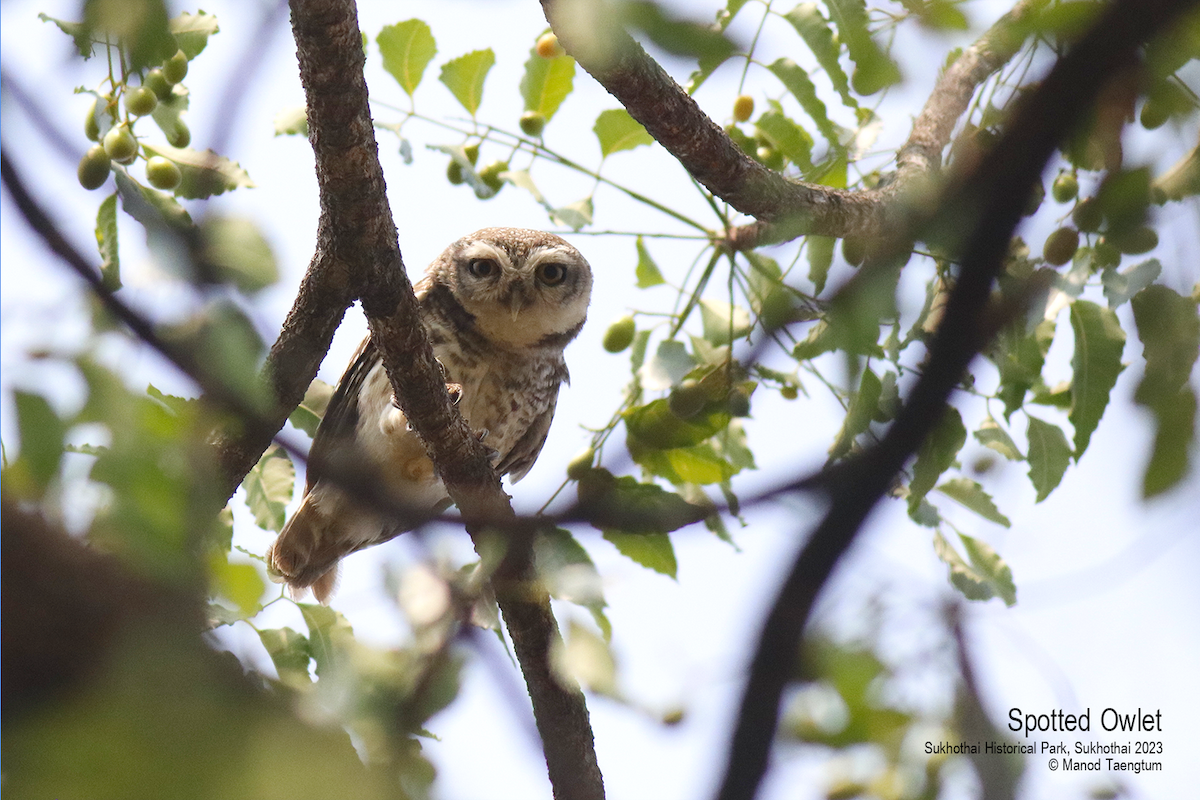 Spotted Owlet - ML552039201