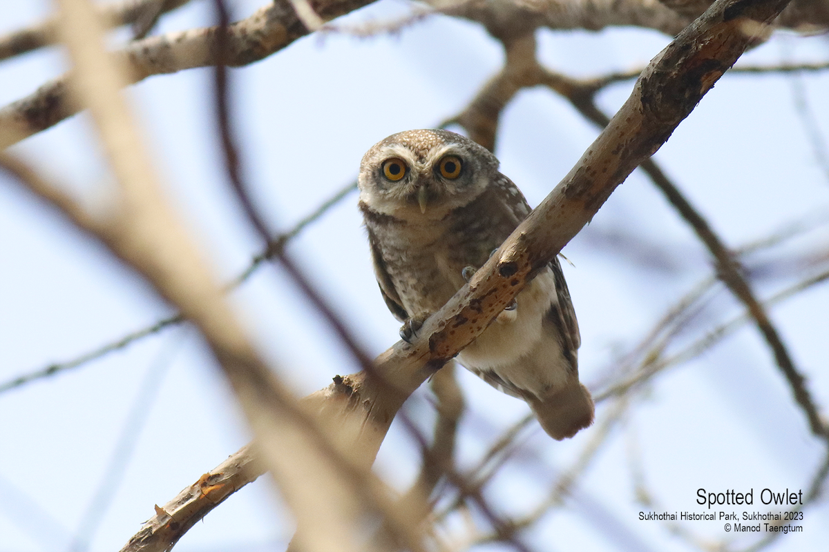 Spotted Owlet - ML552039211