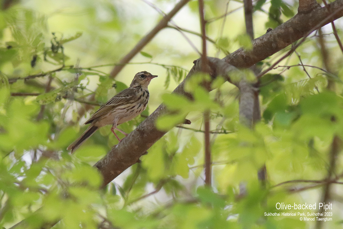 Olive-backed Pipit - ML552039231