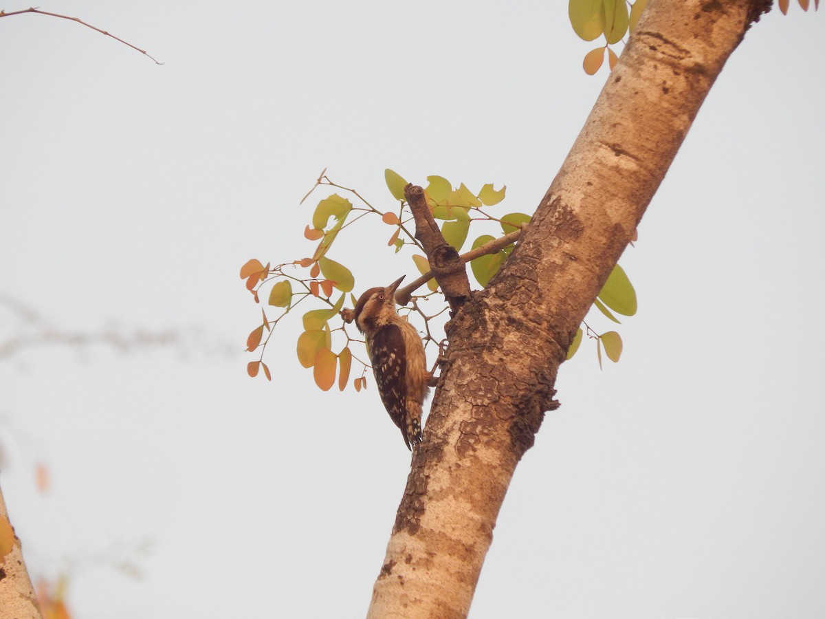 Brown-capped Pygmy Woodpecker - ML55203971
