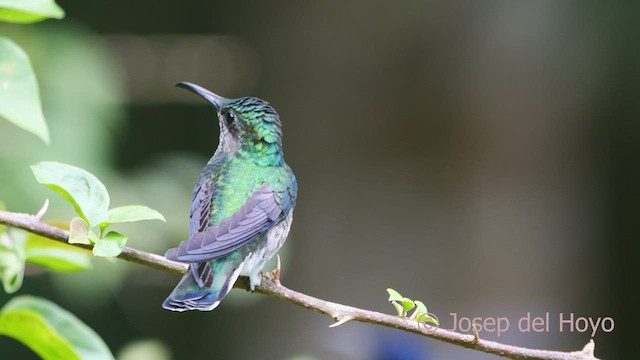 kolibřík bělokrký - ML552041831