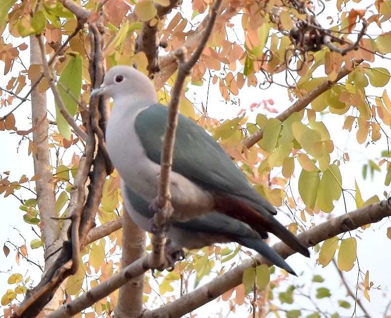 Green Imperial-Pigeon - ML552042401