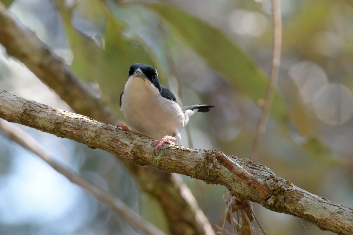 White-browed Shrike-Babbler - ML552043031