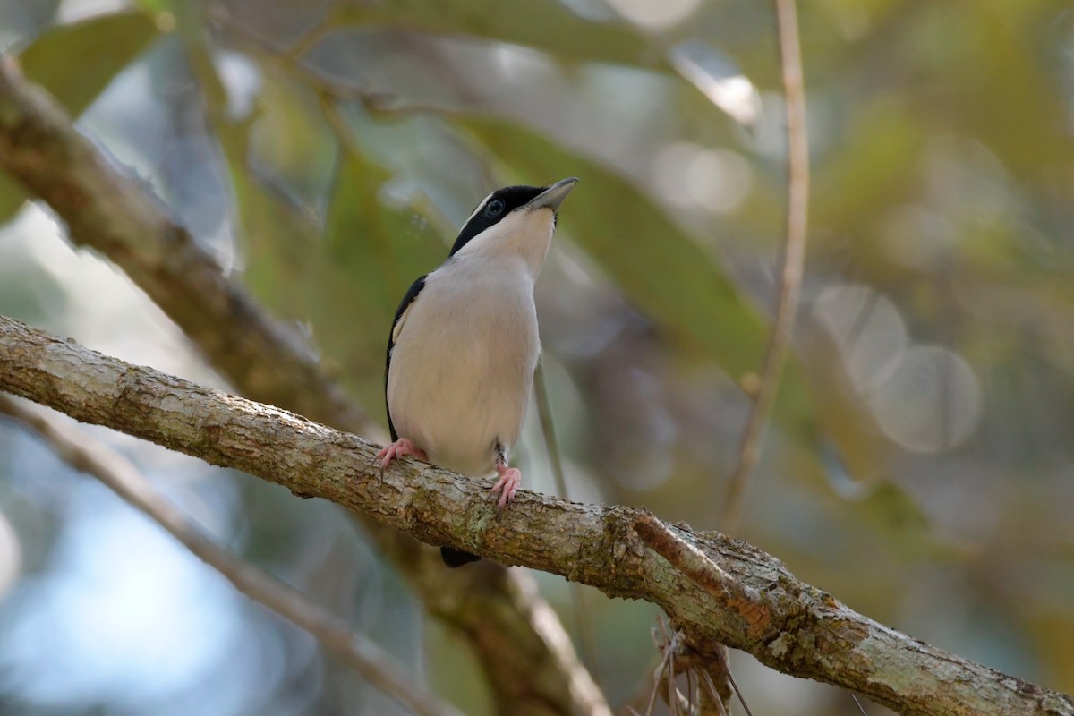 White-browed Shrike-Babbler - ML552043041