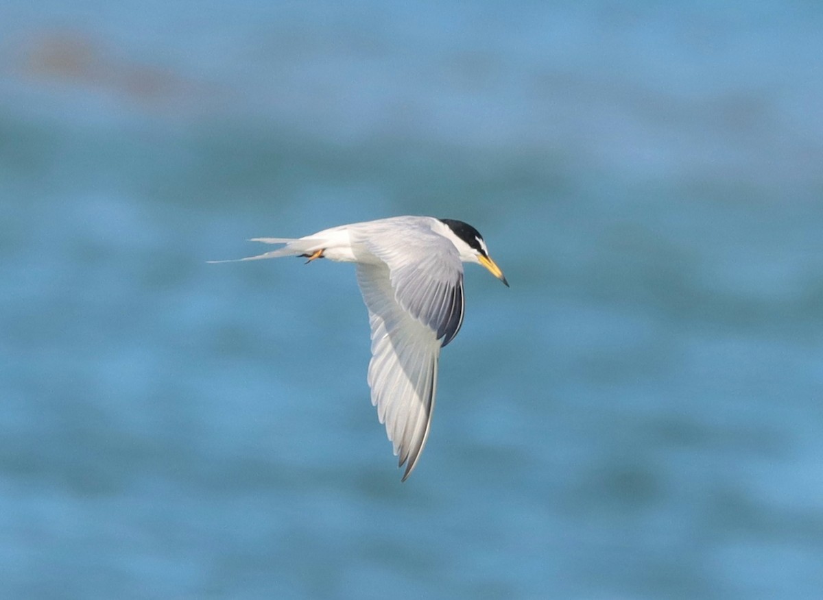 Little Tern - Dan Ashdown