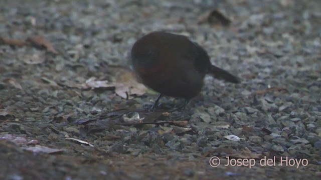 Red-throated Ant-Tanager - ML552050351