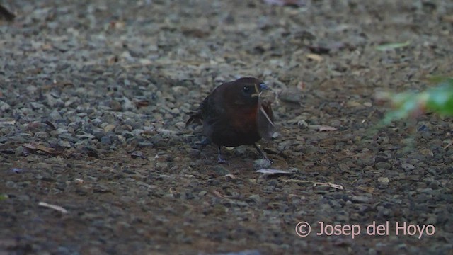 Red-throated Ant-Tanager - ML552051601