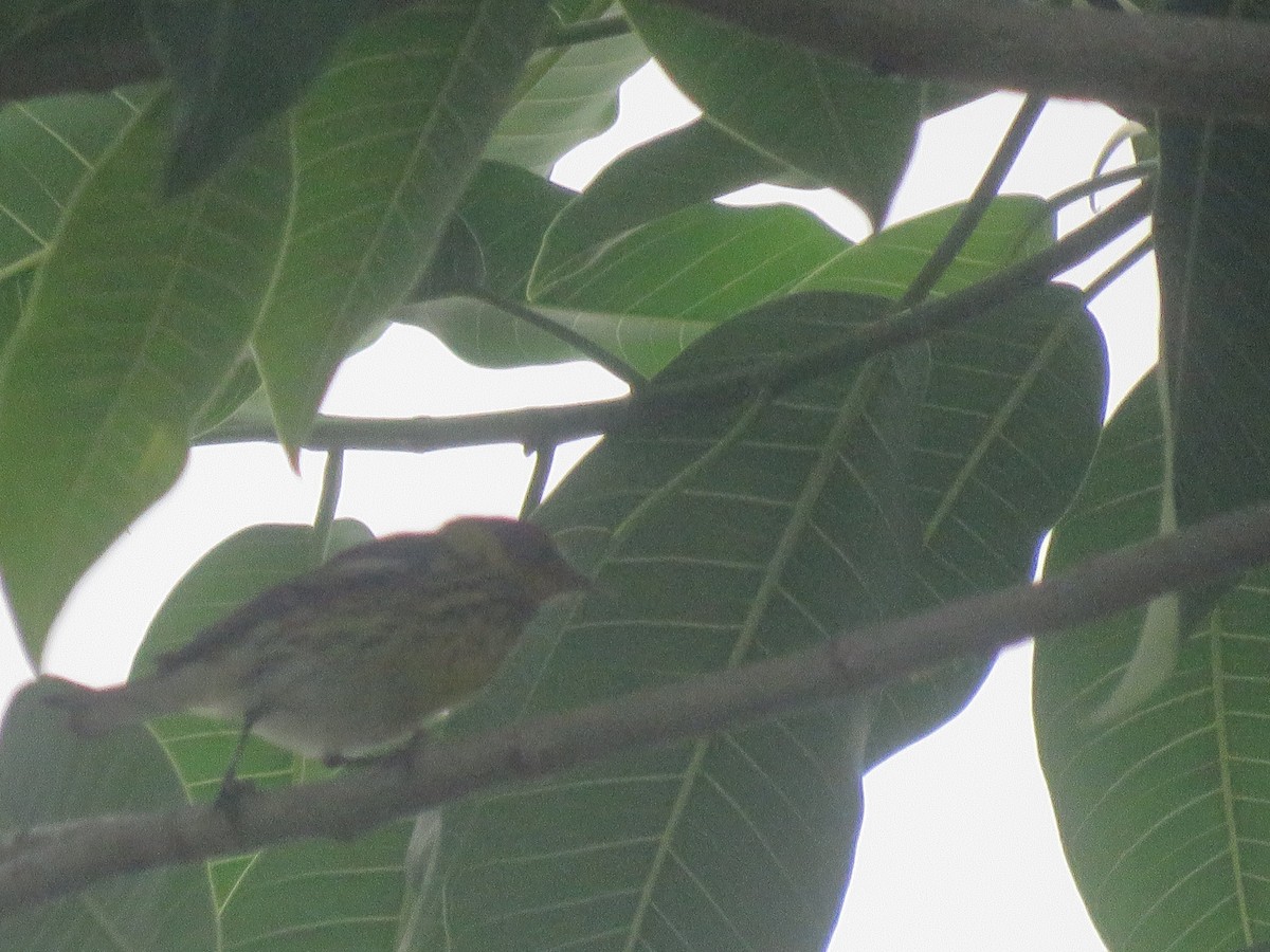 Cape May Warbler - ML55205221