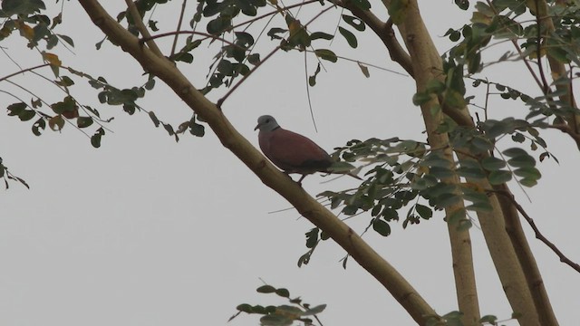 Red Collared-Dove - ML552052661