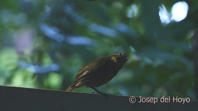 Red-throated Ant-Tanager - ML552052721
