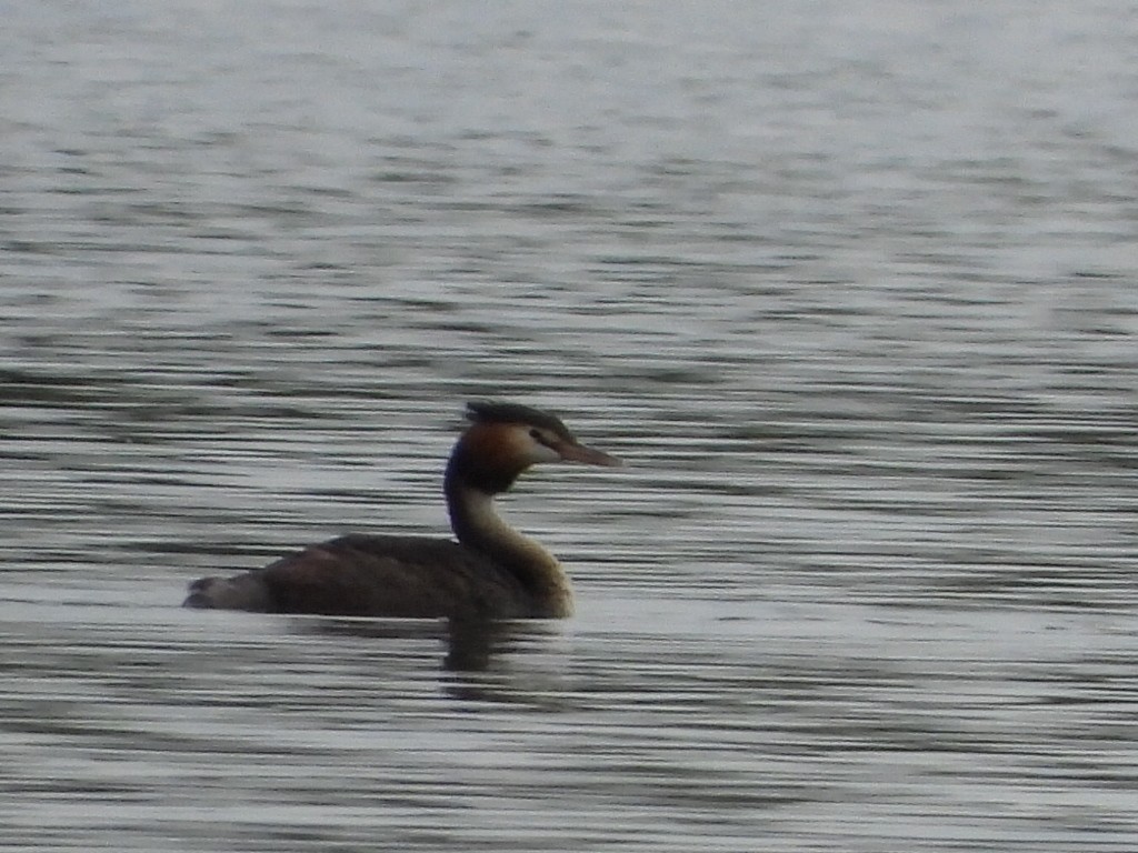 Great Crested Grebe - ML552059841