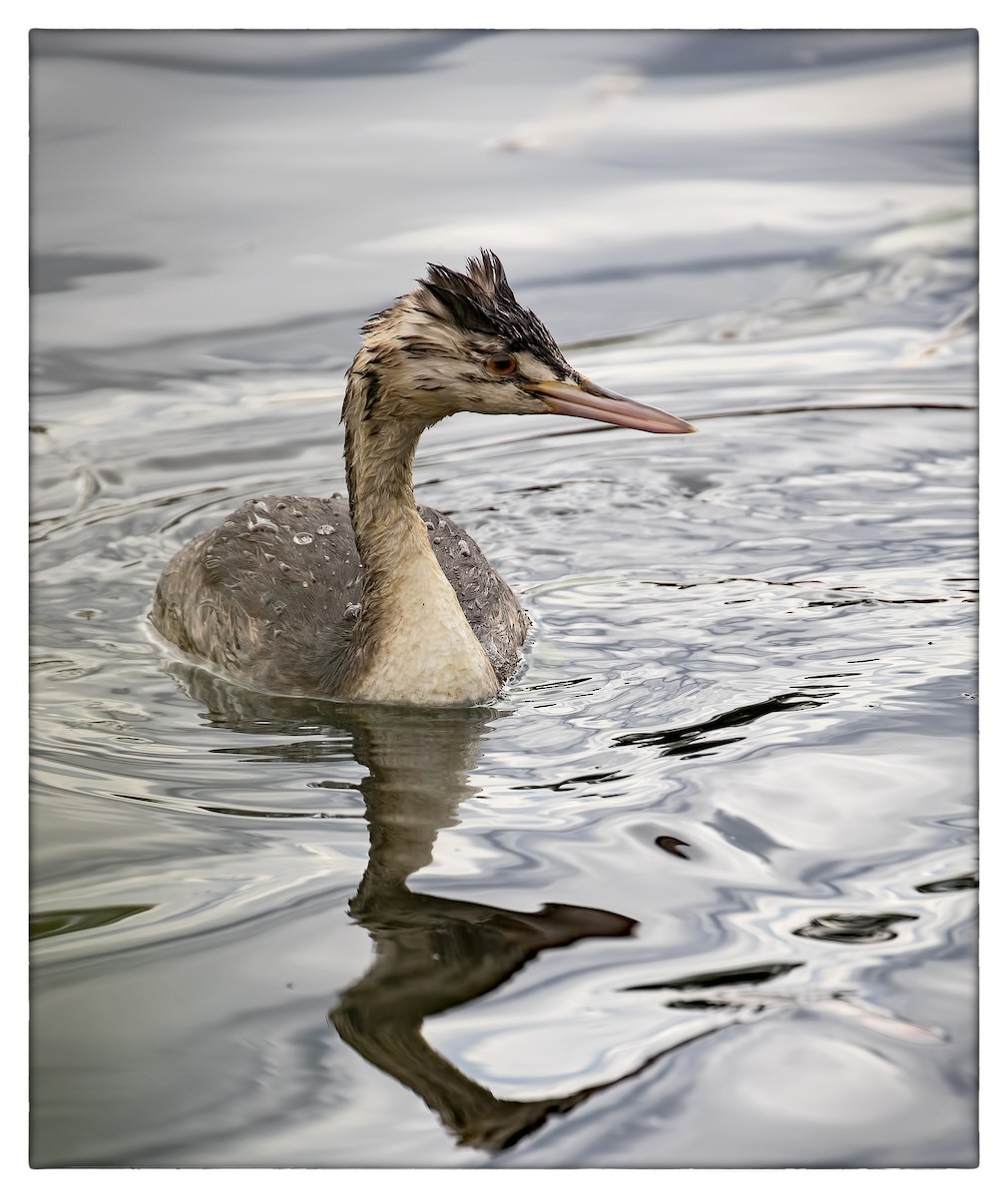 Great Crested Grebe - ML55206211