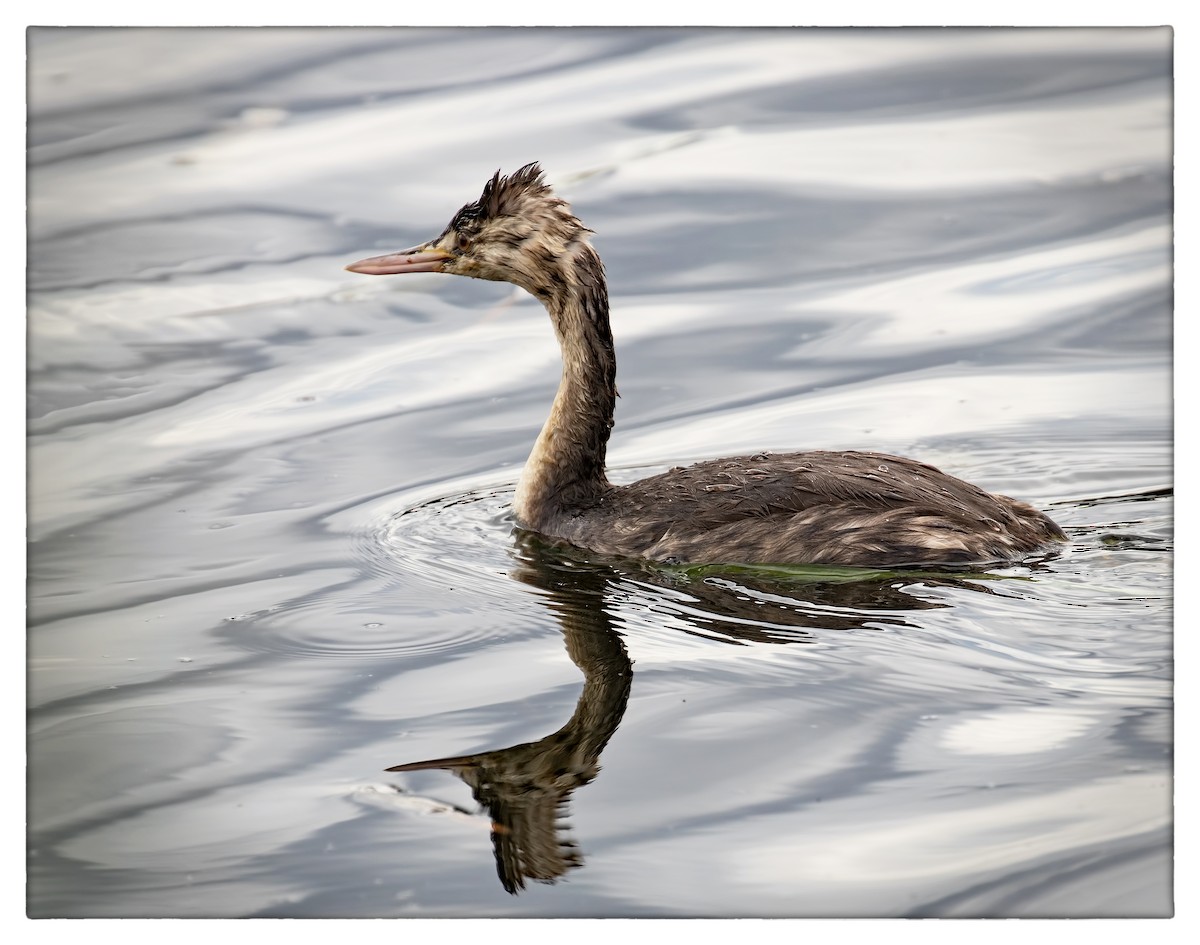 Great Crested Grebe - ML55206221