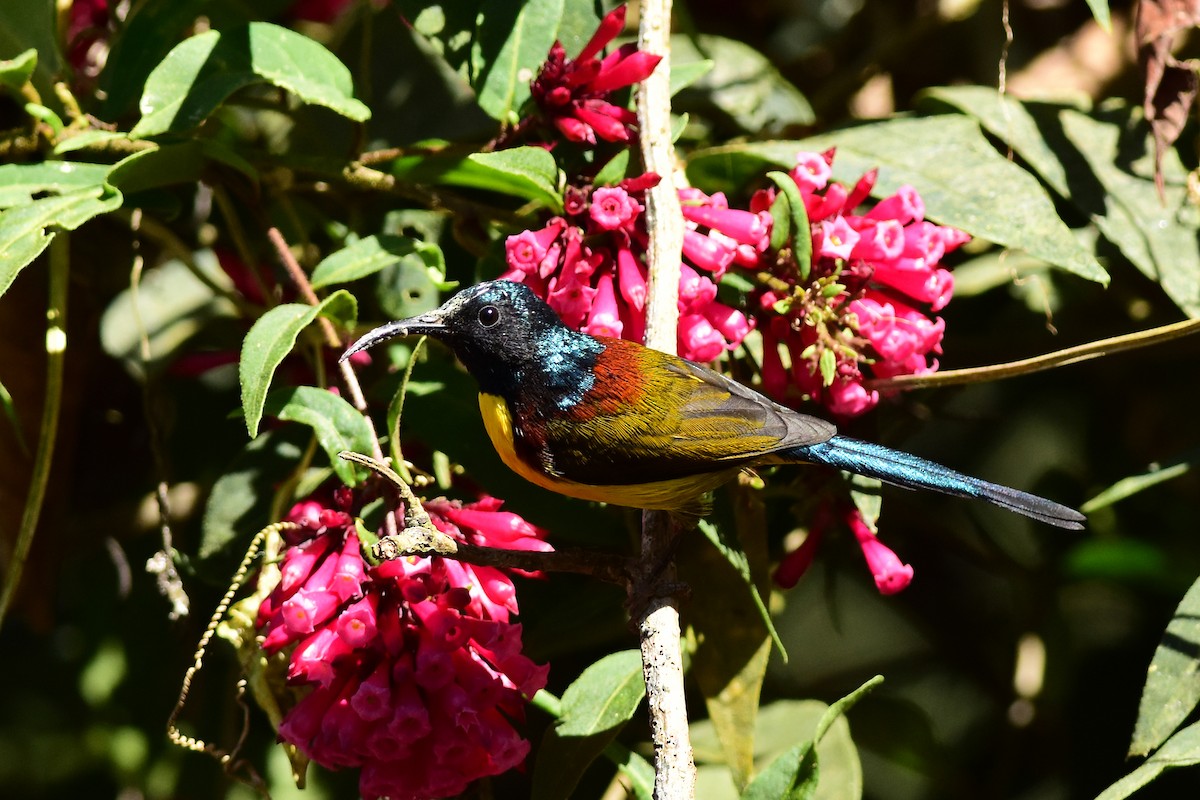 Green-tailed Sunbird - Ajoy Kumar Dawn