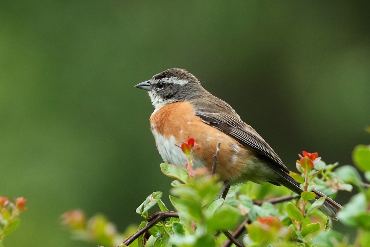 Bolivian Warbling Finch - ML552062981