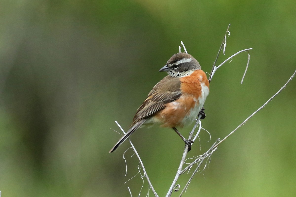 Bolivian Warbling Finch - ML552063021