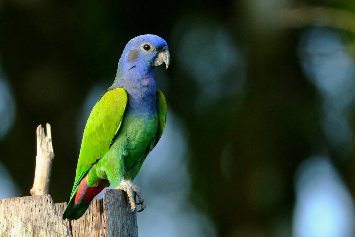 Blue-headed Parrot - ML552064101