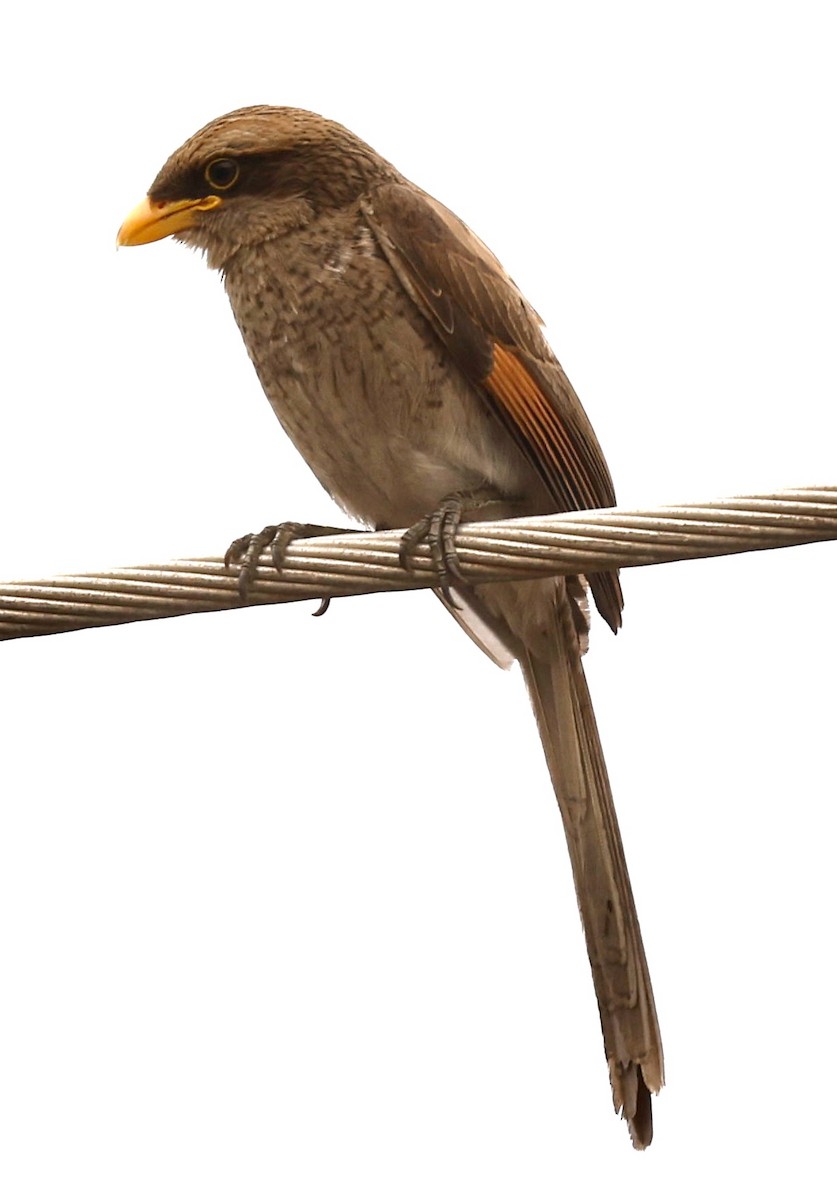 Yellow-billed Shrike - Jeff Skevington