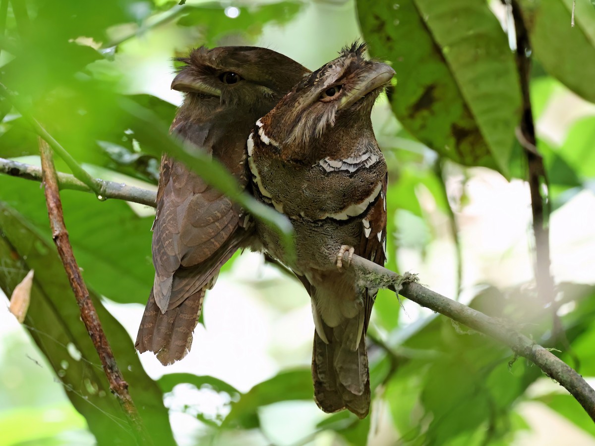 Philippine Frogmouth - ML552070621