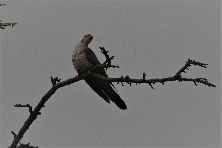 Common Cuckoo - Elena Kreuzberg