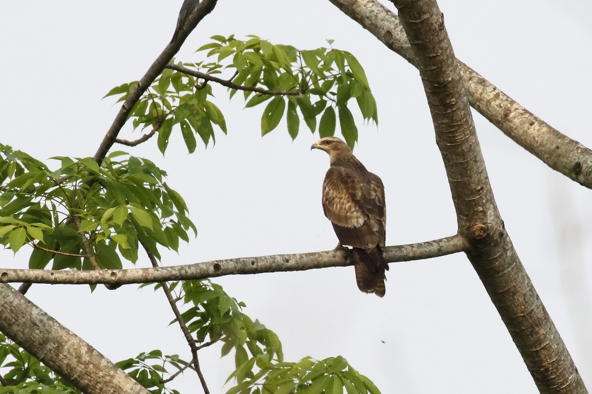 Oriental Honey-buzzard (Indomalayan) - ML552074961