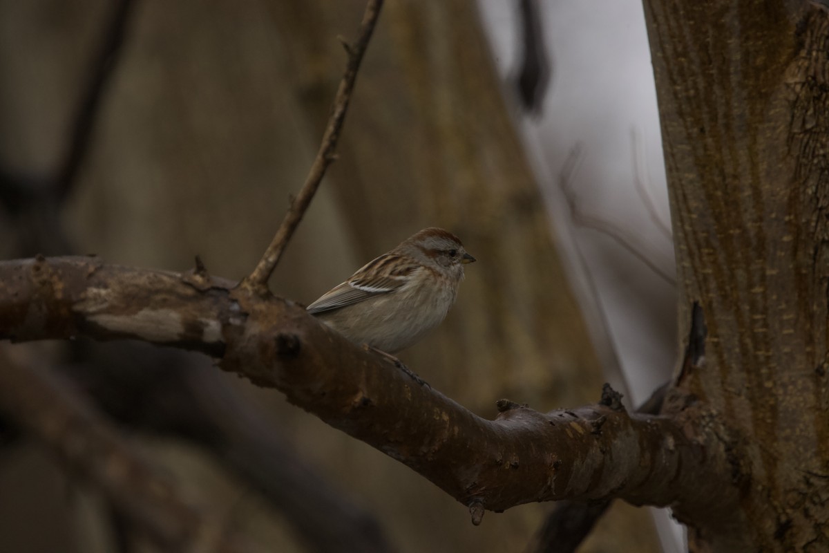 American Tree Sparrow - ML552076521