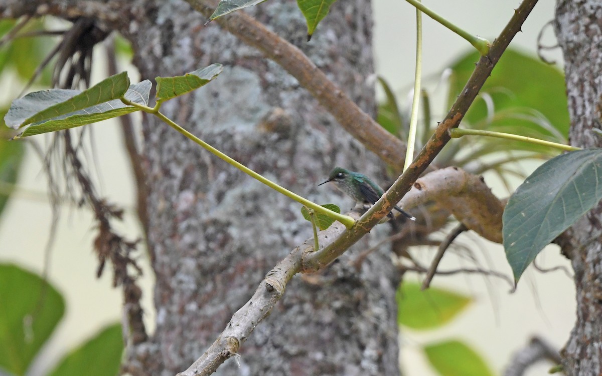 White-booted Racket-tail - ML552079361