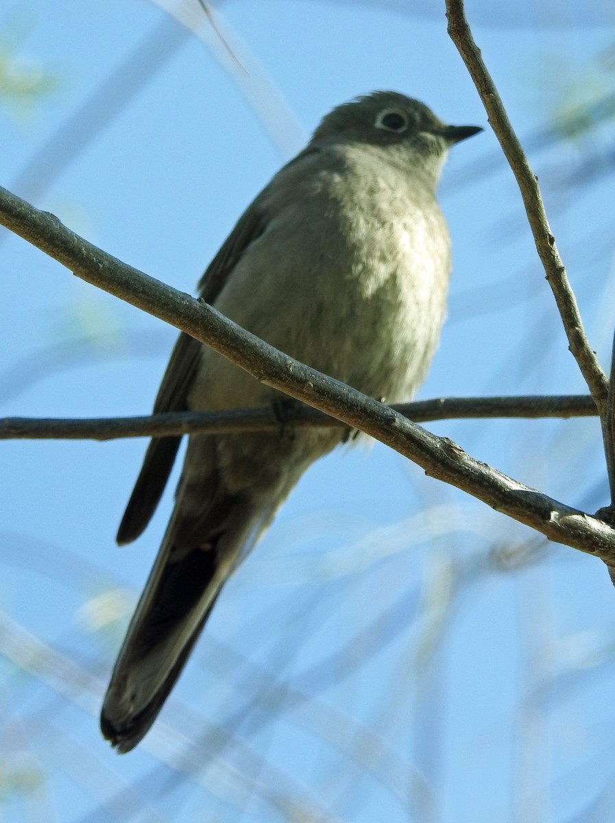 Townsend's Solitaire - ML552083251