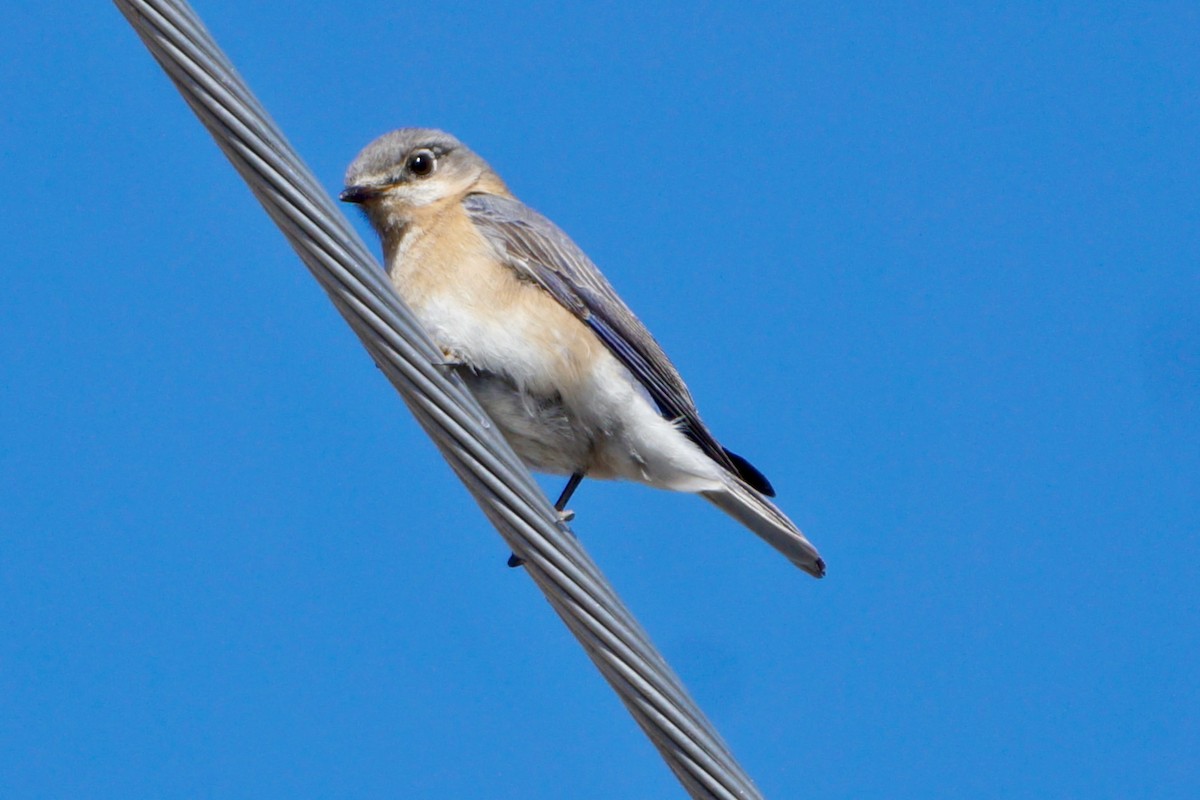 Eastern Bluebird - Laura Sisitzky