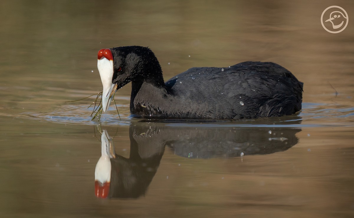 Red-knobbed Coot - ML552086241