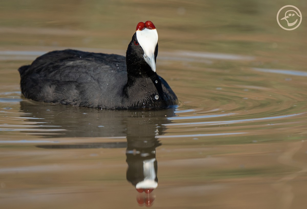 Red-knobbed Coot - ML552086251