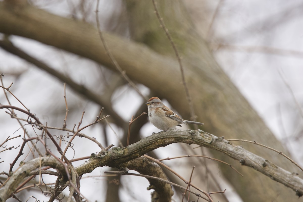 American Tree Sparrow - ML552088461